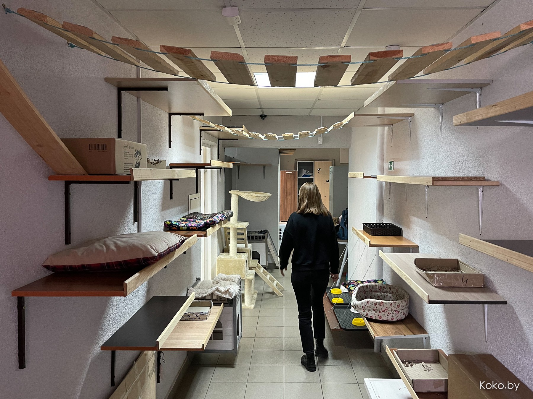 Арт-галерея «Котовасия», где кроме мяукающих котиков более 7000 экземпляров котов со всего мира - фото - 29