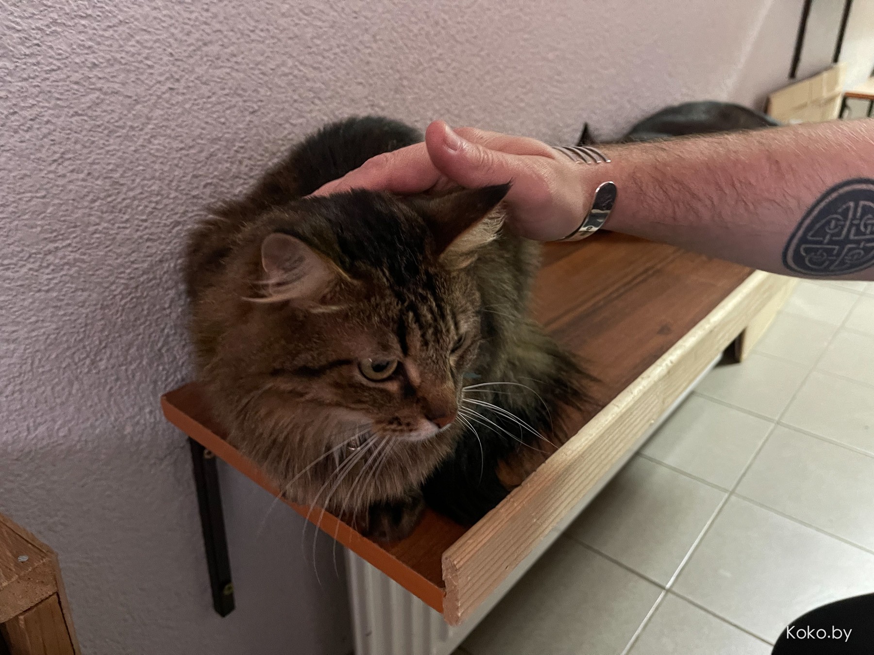 Арт-галерея «Котовасия», где кроме мяукающих котиков более 7000 экземпляров котов со всего мира - фото - 30