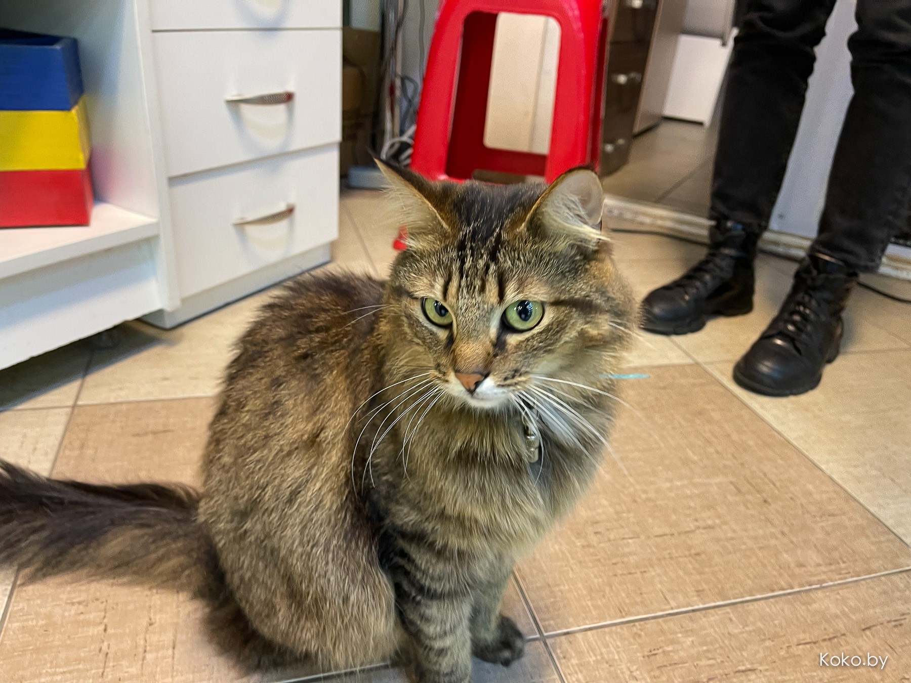 Арт-галерея «Котовасия», где кроме мяукающих котиков более 7000 экземпляров котов со всего мира - фото - 5