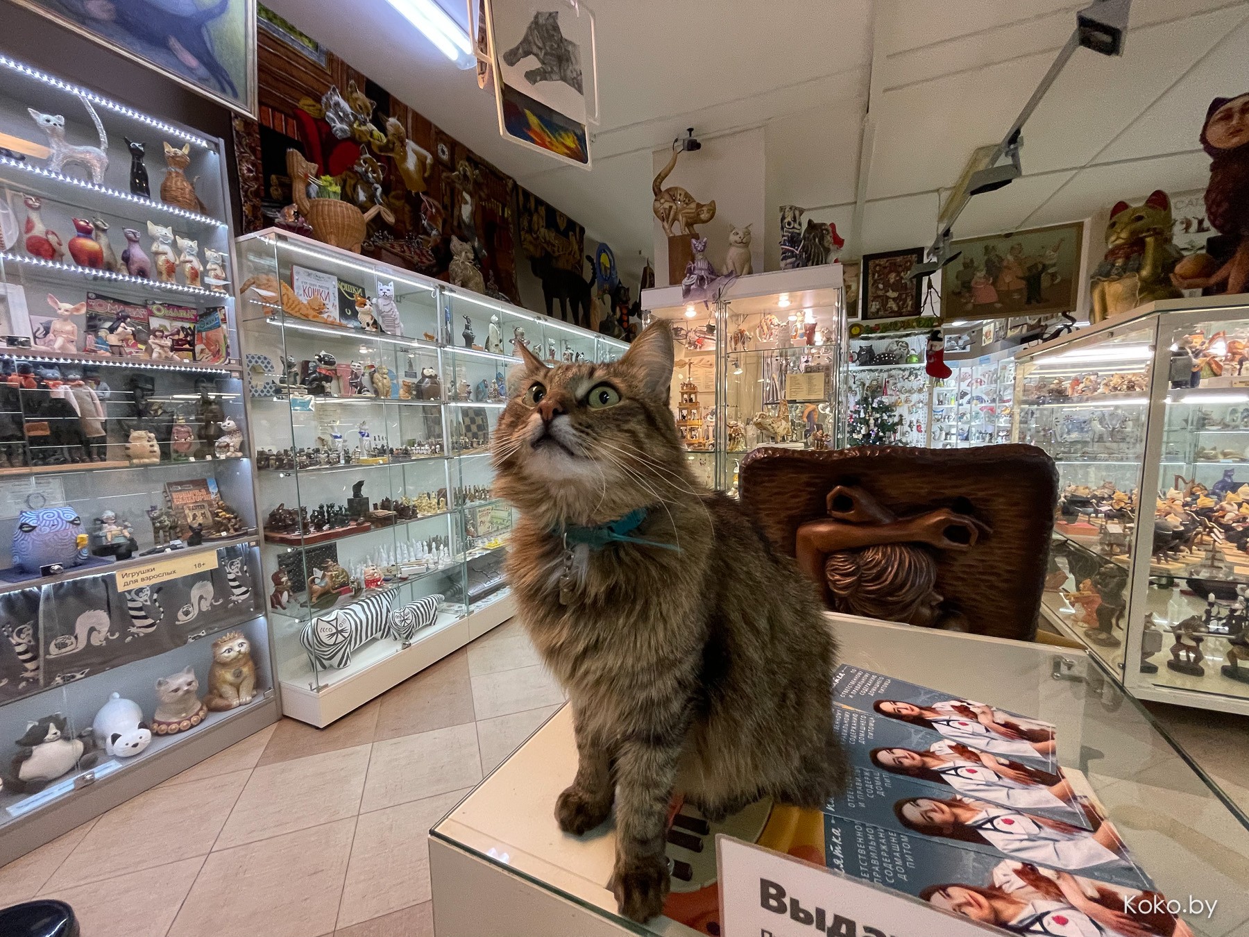 Арт-галерея «Котовасия», где кроме мяукающих котиков более 7000 экземпляров котов со всего мира - фото - 44