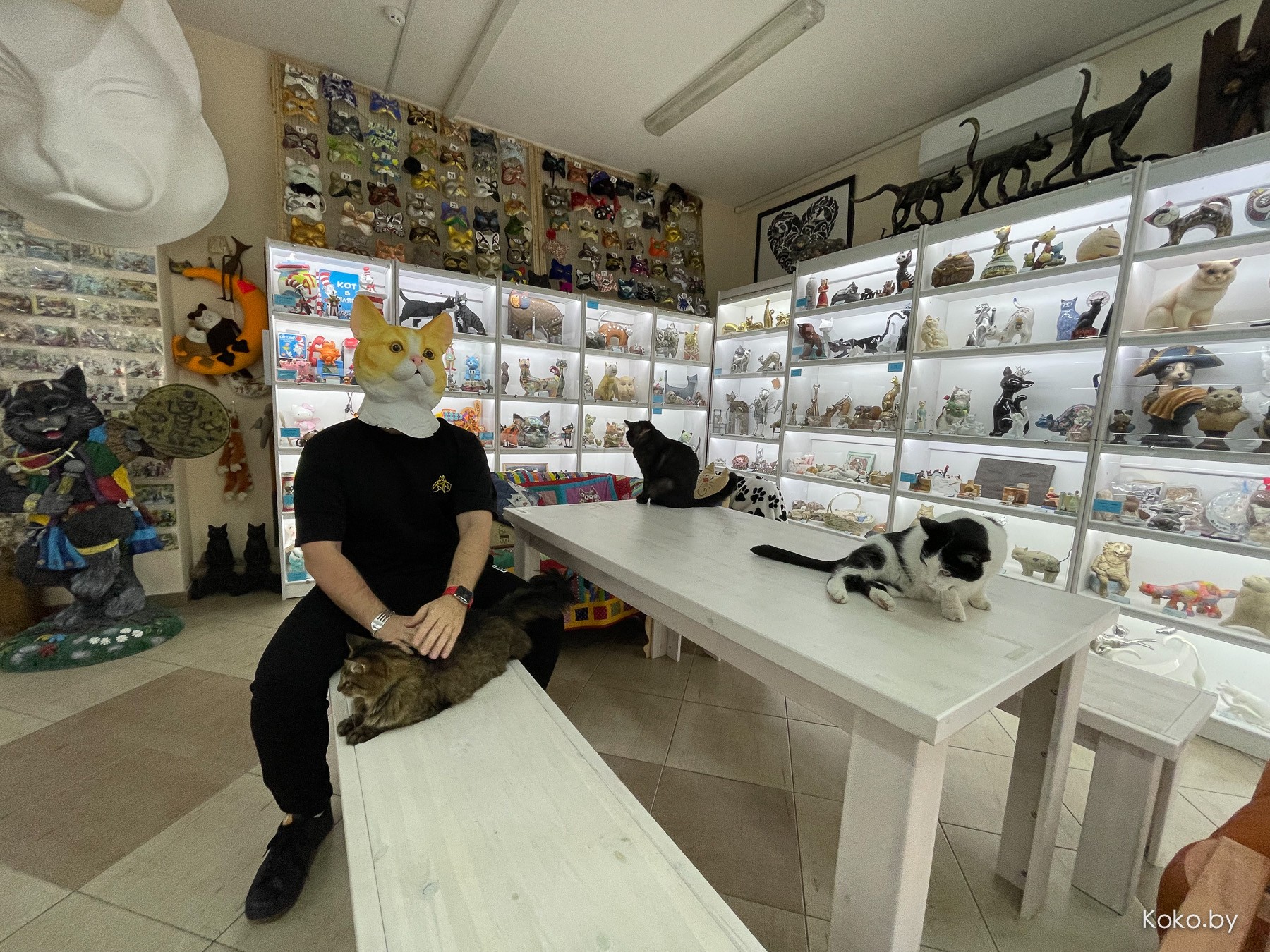 Арт-галерея «Котовасия», где кроме мяукающих котиков более 7000 экземпляров котов со всего мира - фото - 63