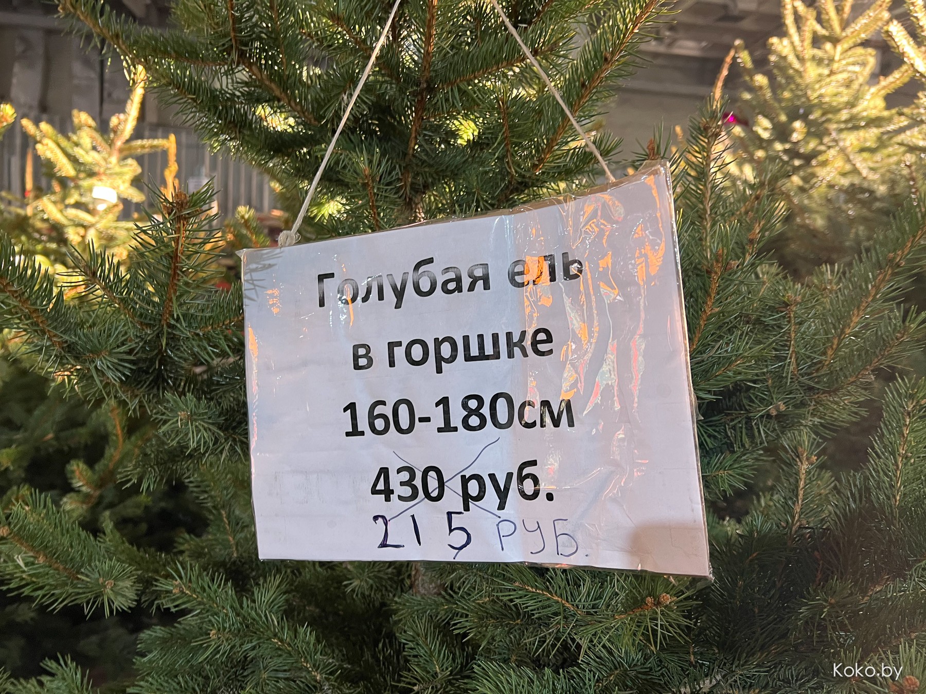 Почём языческий атрибут на Новый год с самого крупного ёлочного базара? - фото - 11