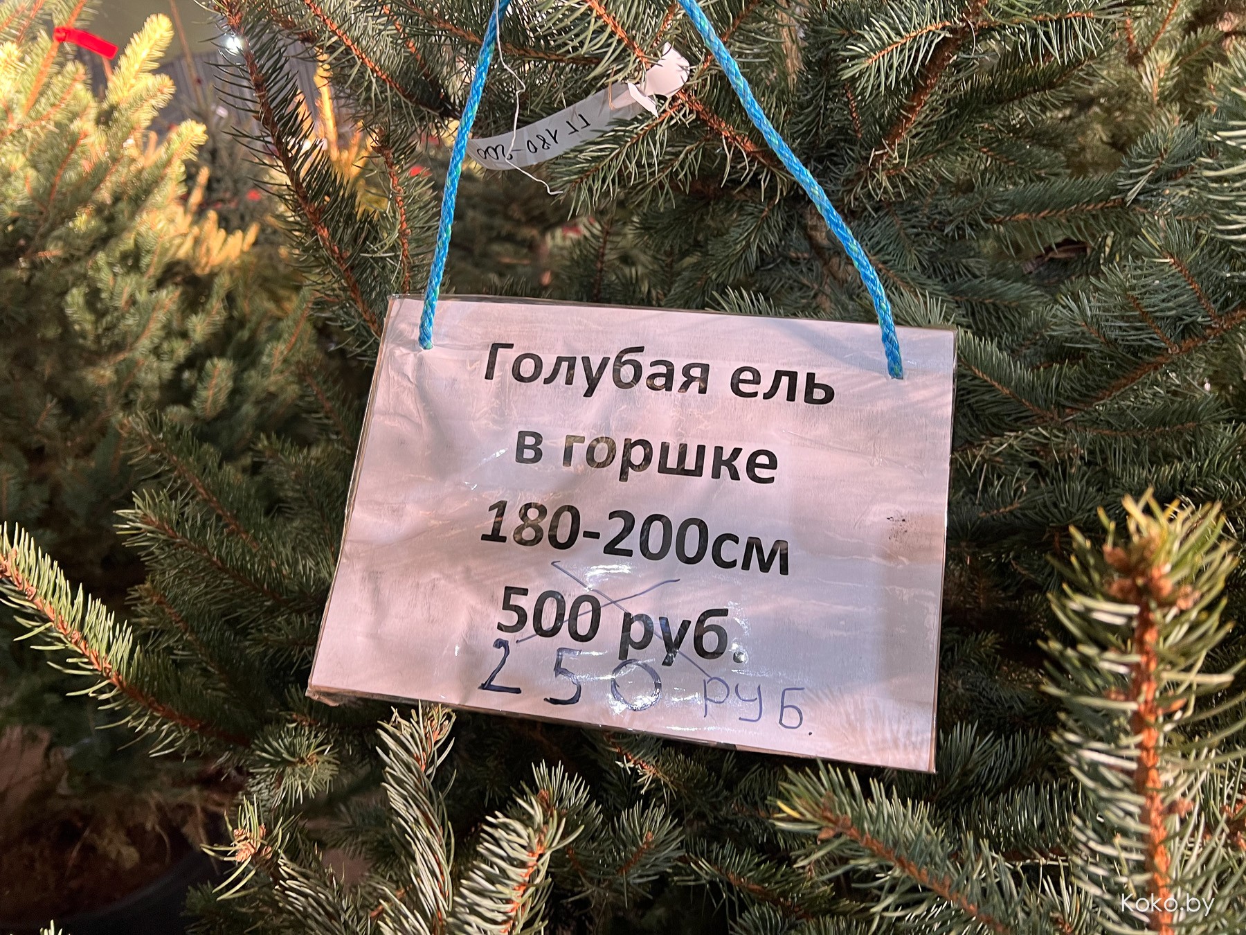 Почём языческий атрибут на Новый год с самого крупного ёлочного базара? - фото - 10