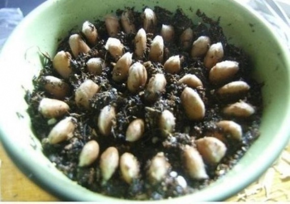 Советы: Как вырастить лимонное дерево в чашке