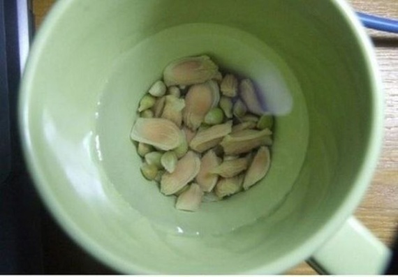 Советы: Как вырастить лимонное дерево в чашке