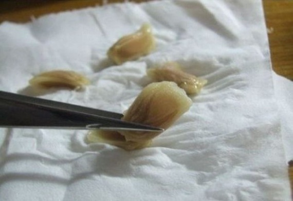 Советы: Как вырастить лимонное дерево в чашке