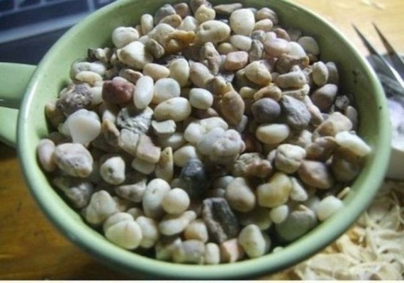 Советы: Как вырастить лимонное дерево в чашке