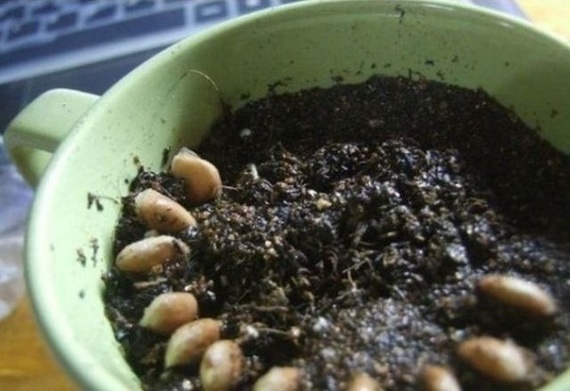 Советы: Как вырастить лимонное дерево в чашке