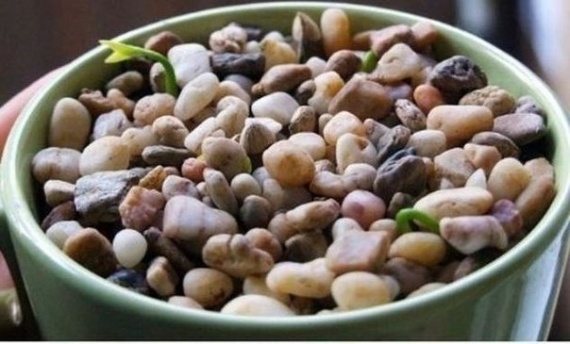 Советы: Как вырастить лимонное дерево в чашке