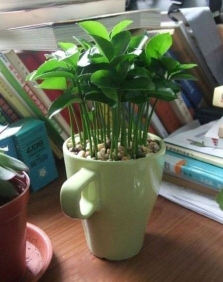 Советы: Как вырастить лимонное дерево в чашке