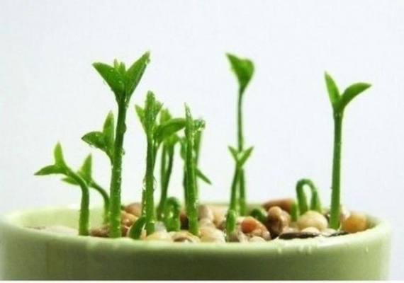 Советы: Как вырастить лимонное дерево в чашке