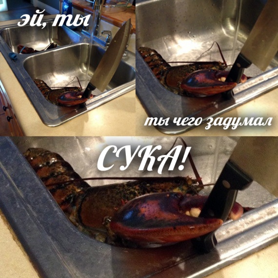 Смешная еда: Опасный ракообразный