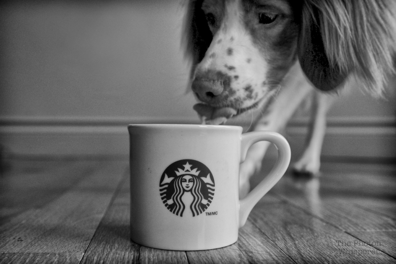Техника: Как я искал кружку: Термокружка от Starbucks — Bentley среди кружек