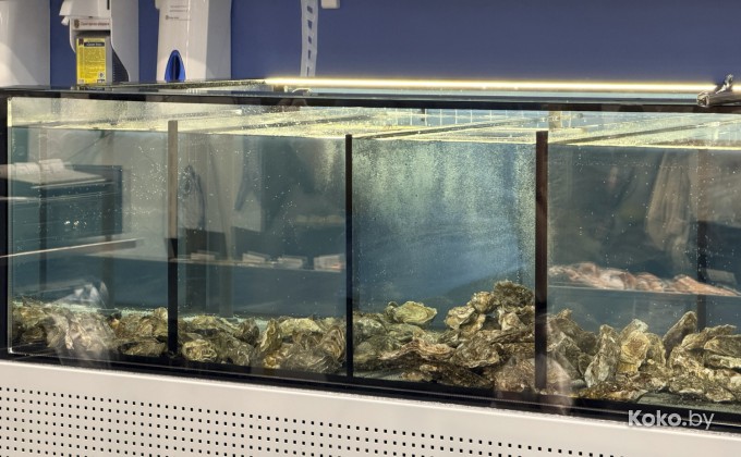 Санта Фиш - галерея 6