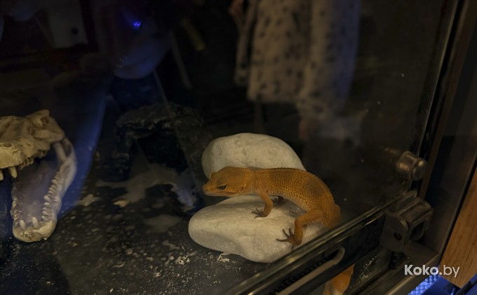 Amazonka / Амазонка - галерея 20