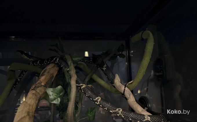 Amazonka / Амазонка - галерея 21