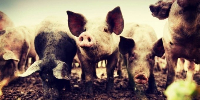 15 продуктов которые способны продлить жизнь