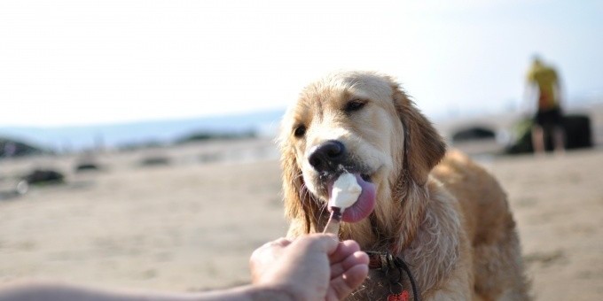 В жару минчане съедают каждый день 60 тонн мороженого