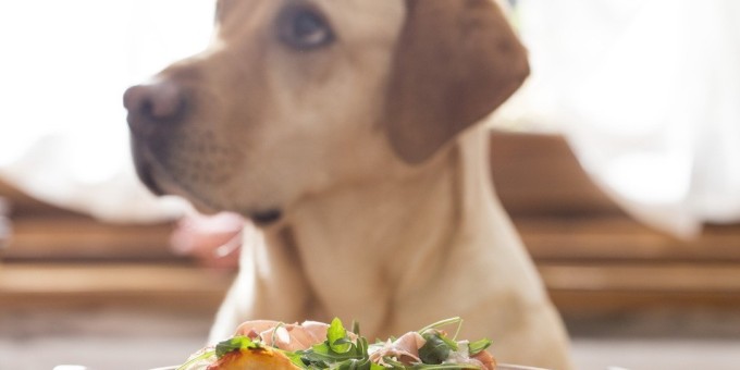 В загородном комплексе «Шишки» появилось специальное меню для лучшего друга человека – собаки