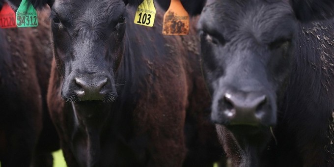 Фастфудный шок – ещё 8 ресторанов Макдональдс скоро откроются в Минске