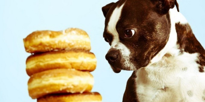 Кальян, сэндвич с ветчиной и фалафель — интересная находка и полное разочарование июля!