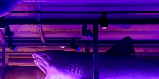 Совершенно новый ресторан «Публика» на проспекте Победителей