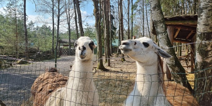 Показываю локации, где душевно погулять на природе за бесплатно и до 70 километров от Минска