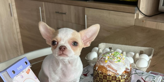 Где к Пасхе заказать самый красивый кулич от 4,69 до 85 рублей, и как православно покрасить яйца в космос!