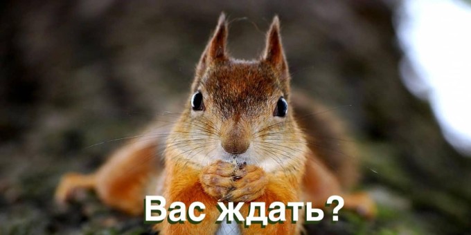 В парках установили автоматы с правильной едой для птиц и белок! Проверяем, как они работают