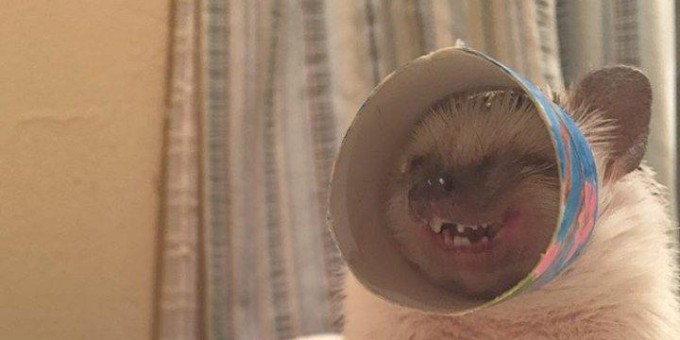 Новое антикафе с живыми ежами «Ёж кафе», и прощаемся с «Юнион Кофе»