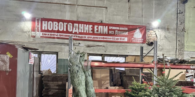 Где купить живую ёлку в 2024 году. Сколько стоит ёлка или пихта и адреса ёлочных базаров которые заработают с 16 декабря