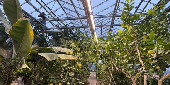 Нашёл маленький уголок лета среди зимы в царстве цитрусовых «Лимонанрий» на просторах «Ботанического сада»