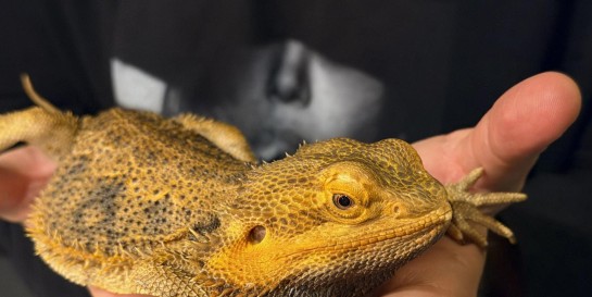 Где подержать змею и съесть пол-литра Том Яма. Пробрались в джунгли первого гастробара с экзотикой «Амазонка»